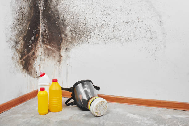 Best Home Mold Removal  in Huntsville, MO