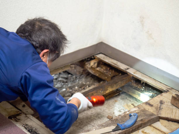 Best Residential Mold Removal  in Huntsville, MO