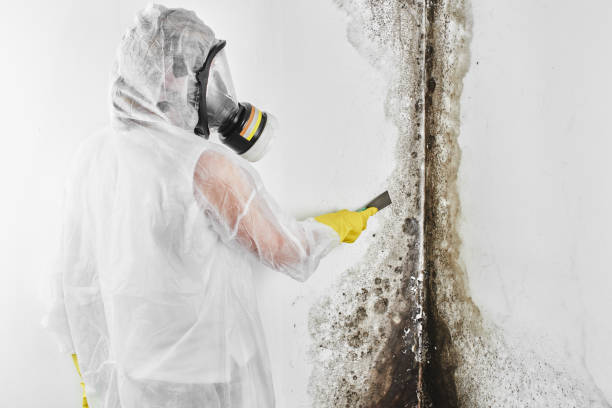 Best Mold Cleaning Services  in Huntsville, MO