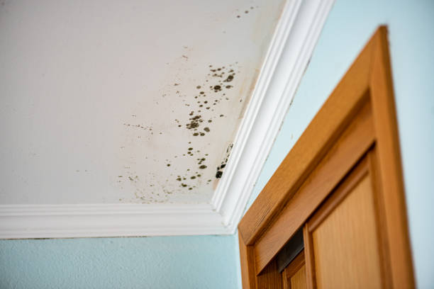 Best Mold Removal Company Near Me  in Huntsville, MO