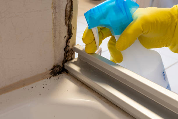 Mold Testing and Removal in Huntsville, MO