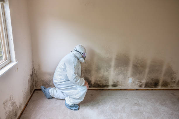 Best Emergency Mold Removal  in Huntsville, MO