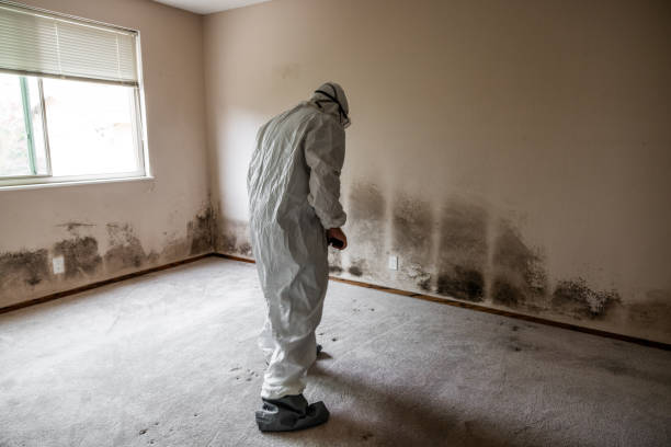 Best Black Mold Removal  in Huntsville, MO