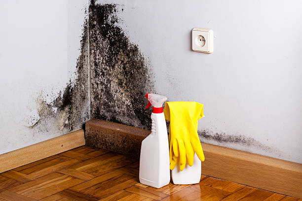 Best Local Mold Removal Service  in Huntsville, MO