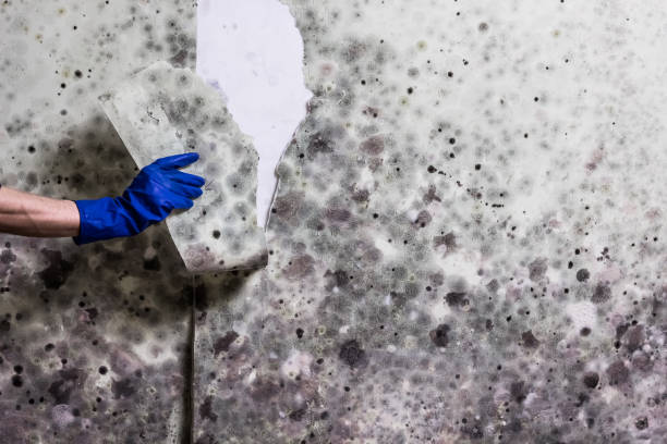 Best Mold Remediation Experts  in Huntsville, MO